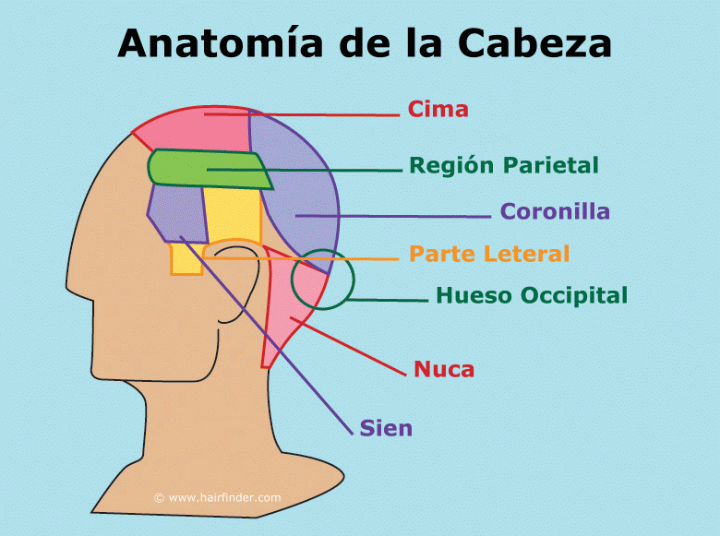 Anatoma de la cabeza