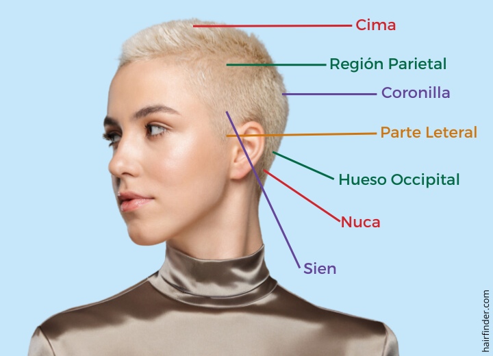 Áreas de la cabeza para el corte de cabello