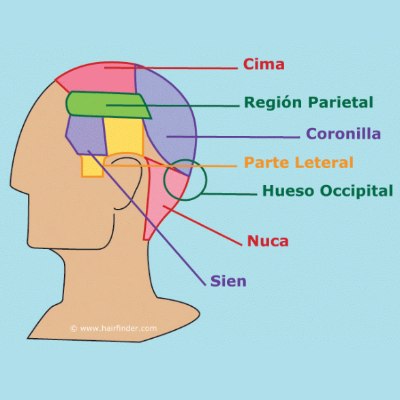 Anatomía de la cabeza